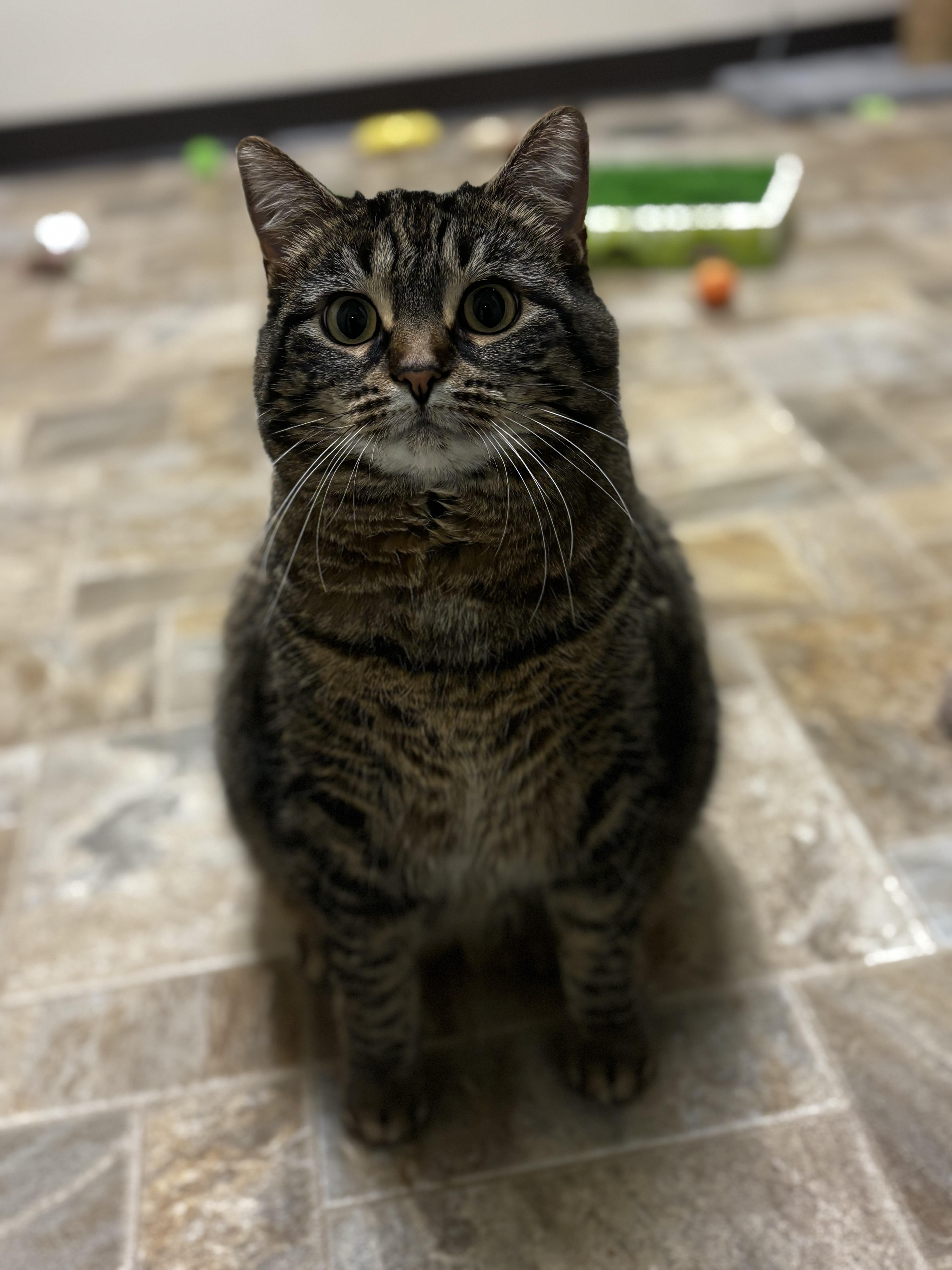 Katie, a ADOPTABLE Domestic Short Hair in Dodgeville, WI image 5/6