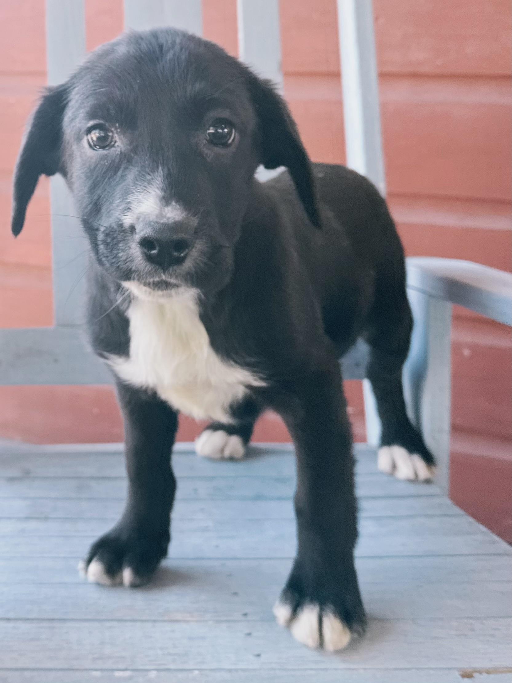 Denali, Adoptable, Puppy Female German Shepherd Dog.