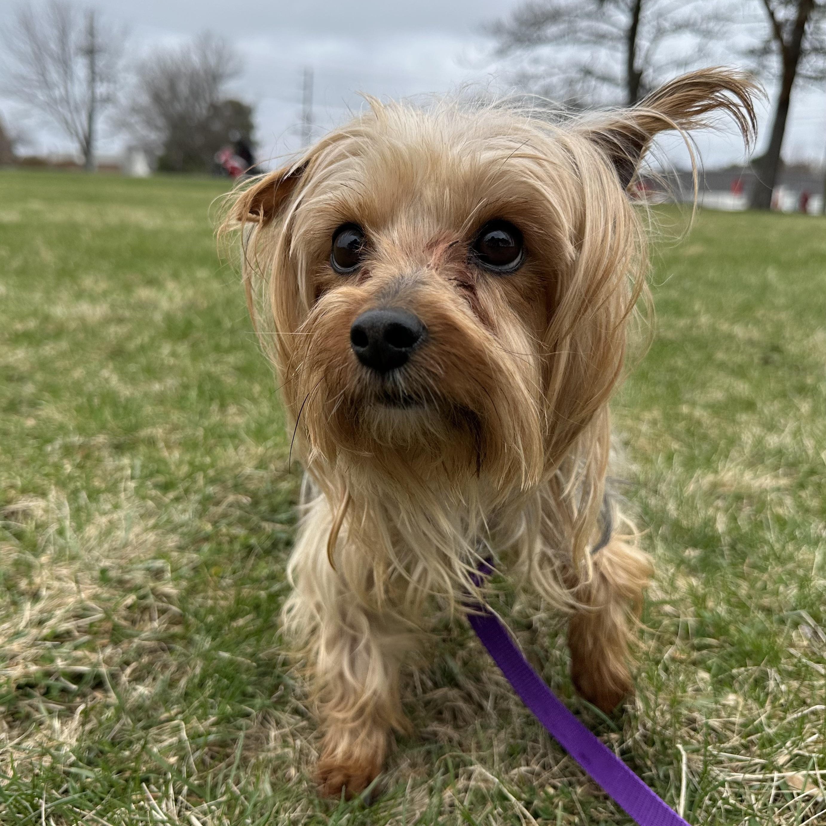 Enlarge Greta-Foster Home Needed, a Adoptable Yorkshire Terrier in Hartland, WI image 3/5