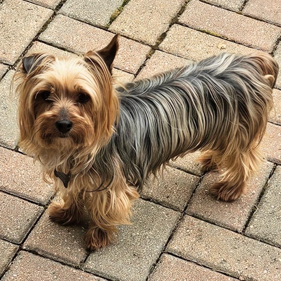 Enlarge Greta, a Adoptable Yorkshire Terrier in Hartland, WI image 2/6