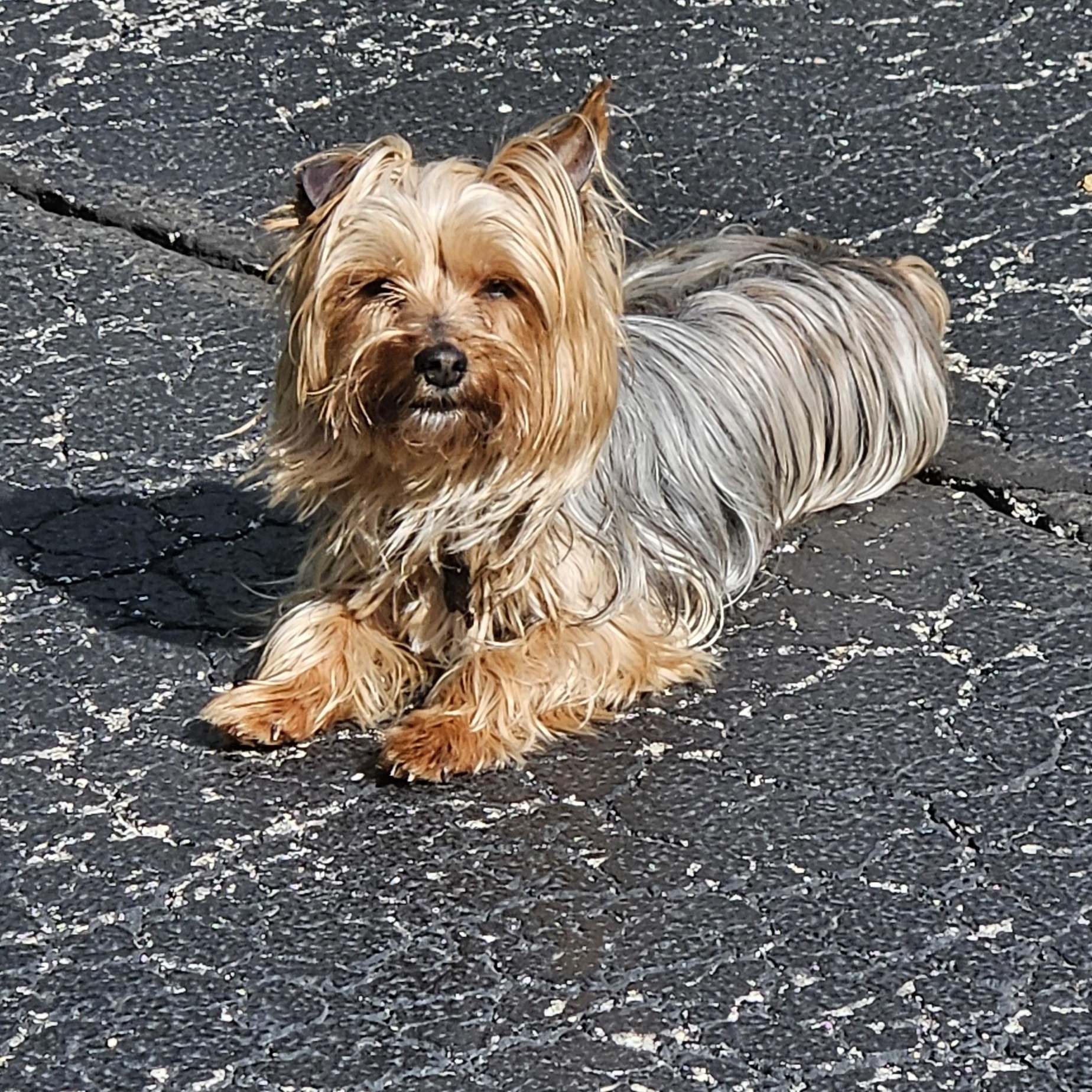 Enlarge Greta, a Adoptable Yorkshire Terrier in Hartland, WI image 3/6