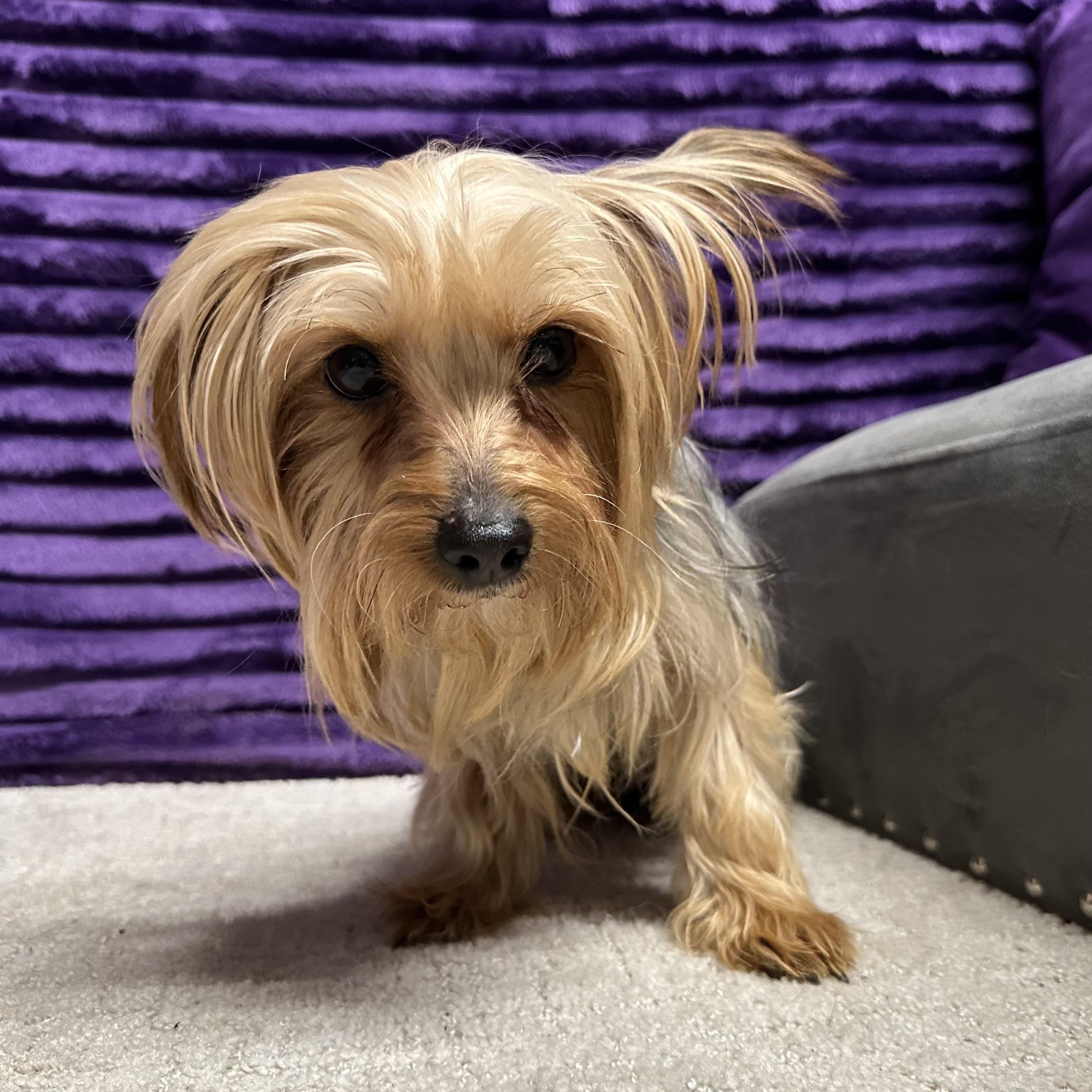 Enlarge Greta-Foster Home Needed, a Adoptable Yorkshire Terrier in Hartland, WI image 3/5
