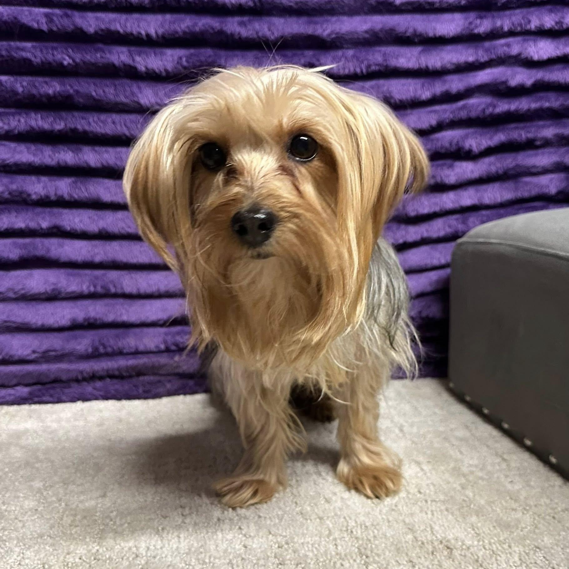 Enlarge Greta-Foster Home Needed, a Adoptable Yorkshire Terrier in Hartland, WI image 2/5