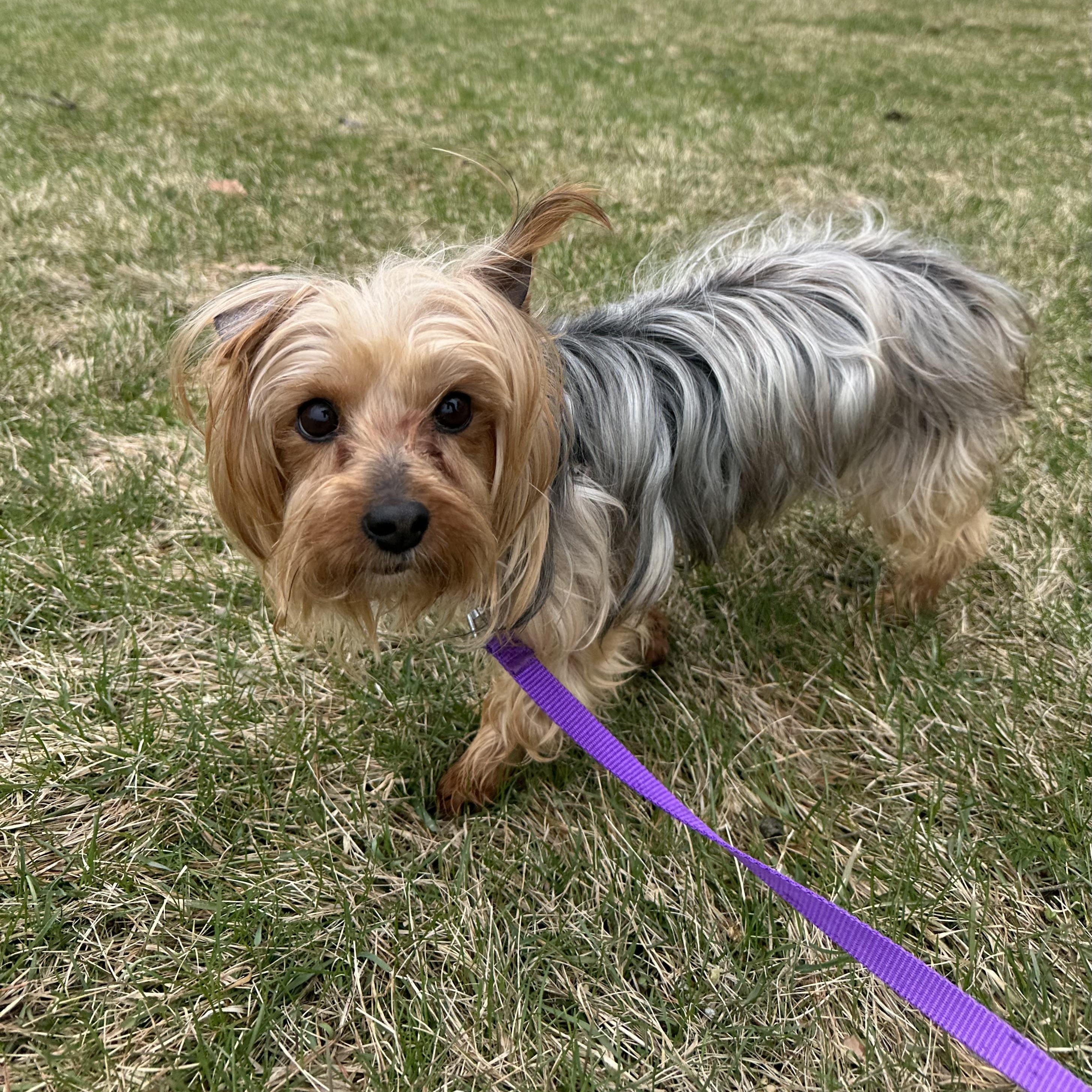 Enlarge Greta-Foster Home Needed, a Adoptable Yorkshire Terrier in Hartland, WI image 2/5