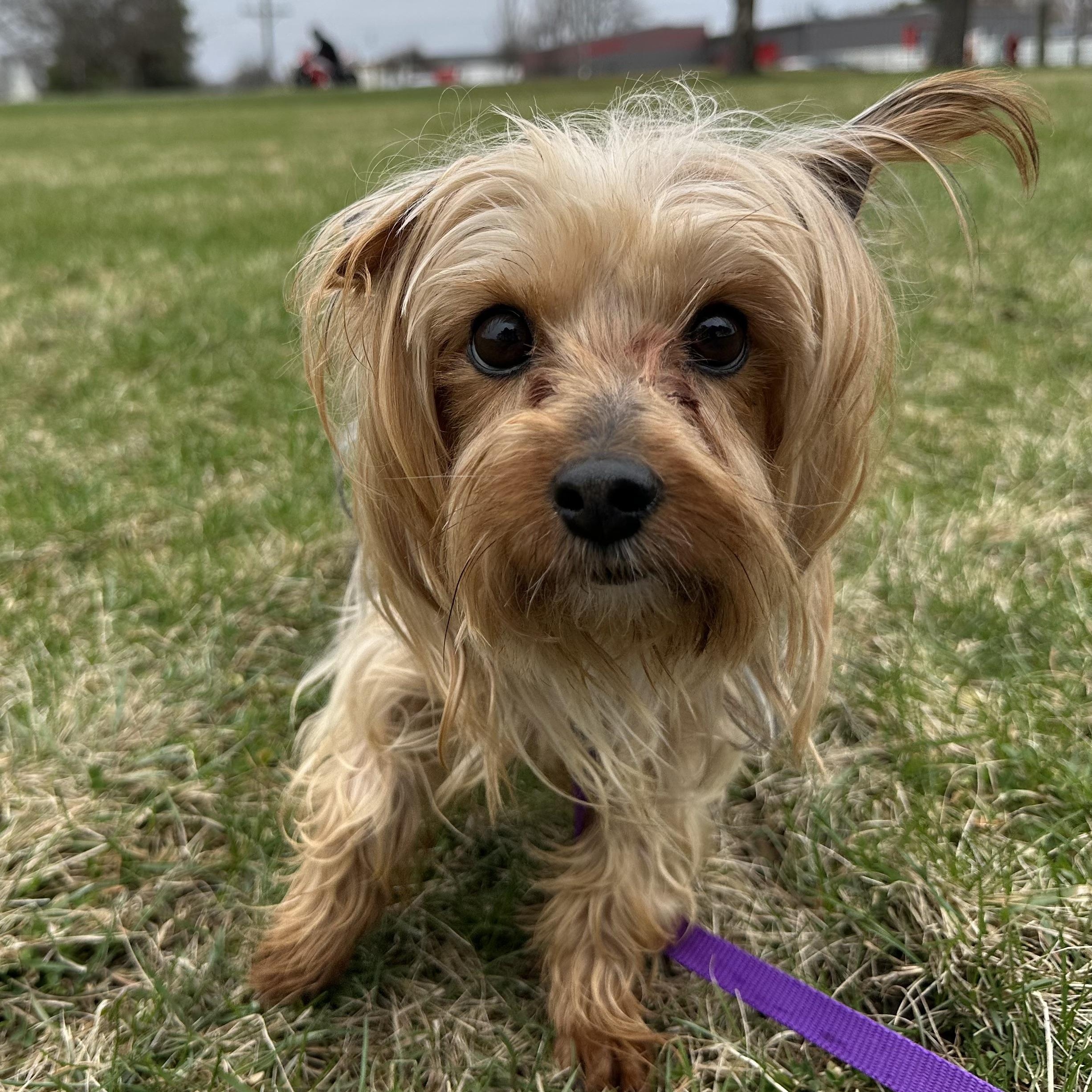 Enlarge Greta-Foster Home Needed, a Adoptable Yorkshire Terrier in Hartland, WI image 4/5