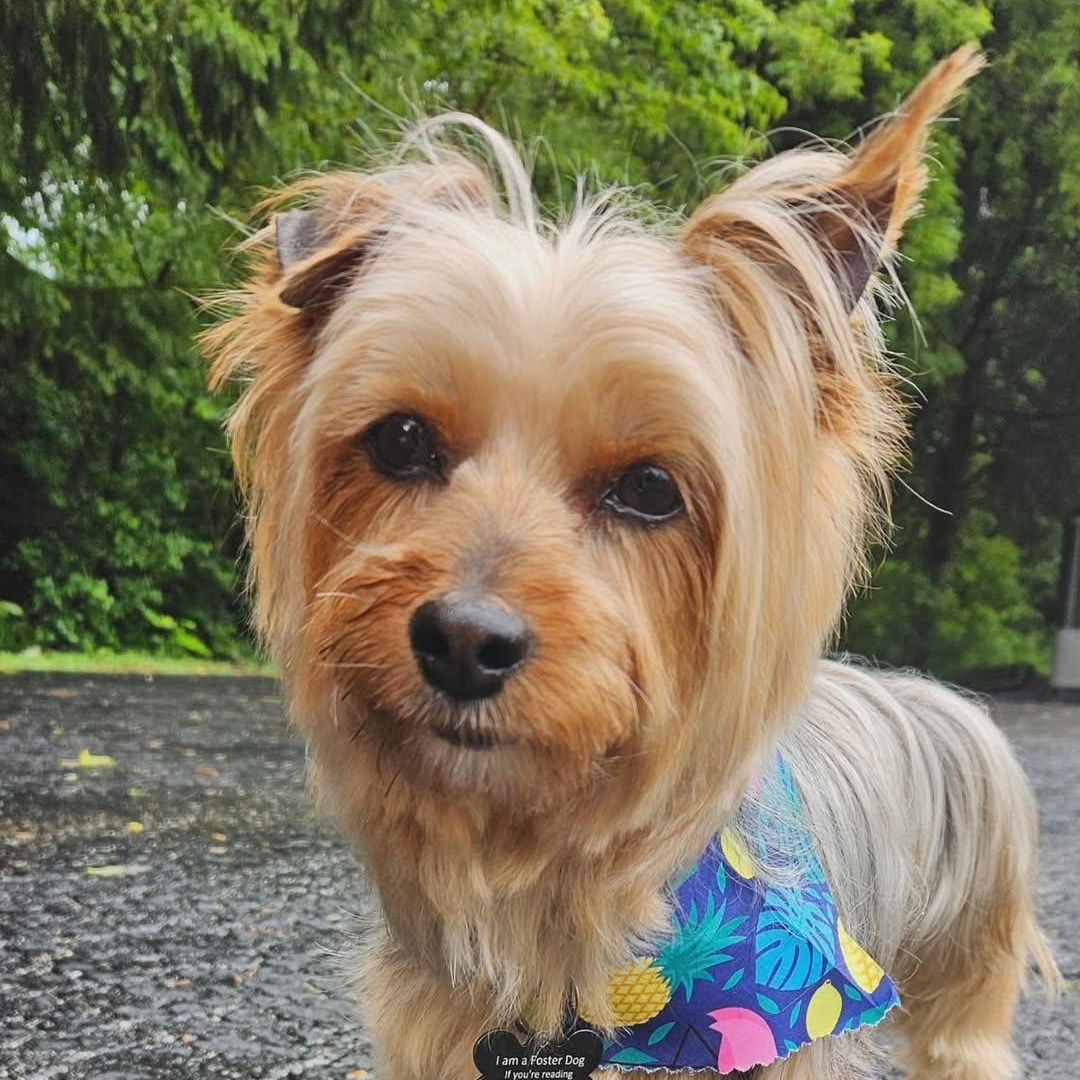 Enlarge Greta, a Adoptable Yorkshire Terrier in Hartland, WI image 1/6