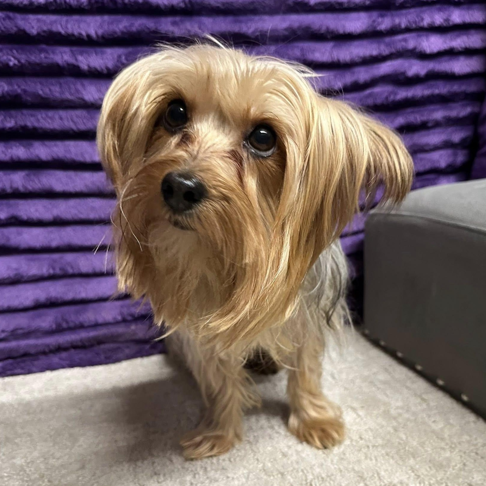 Greta-Foster Home Needed, Adoptable, Adult Female Yorkshire Terrier.