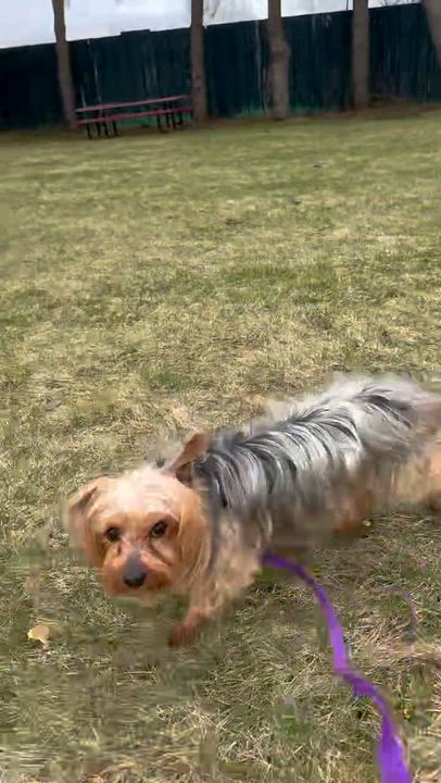 Enlarge Greta-Foster Home Needed, a Adoptable Yorkshire Terrier in Hartland, WI video 5/5