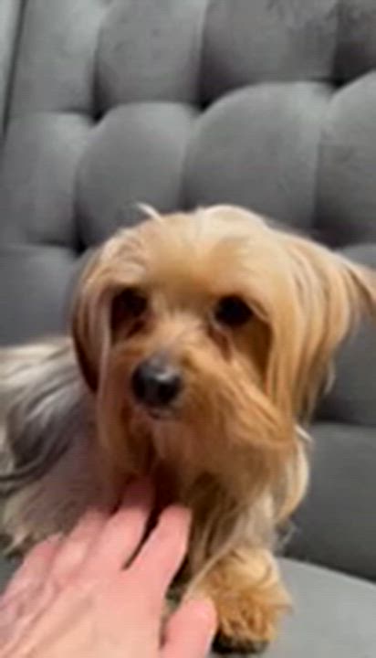 Enlarge Greta-Foster Home Needed, a Adoptable Yorkshire Terrier in Hartland, WI video 5/5