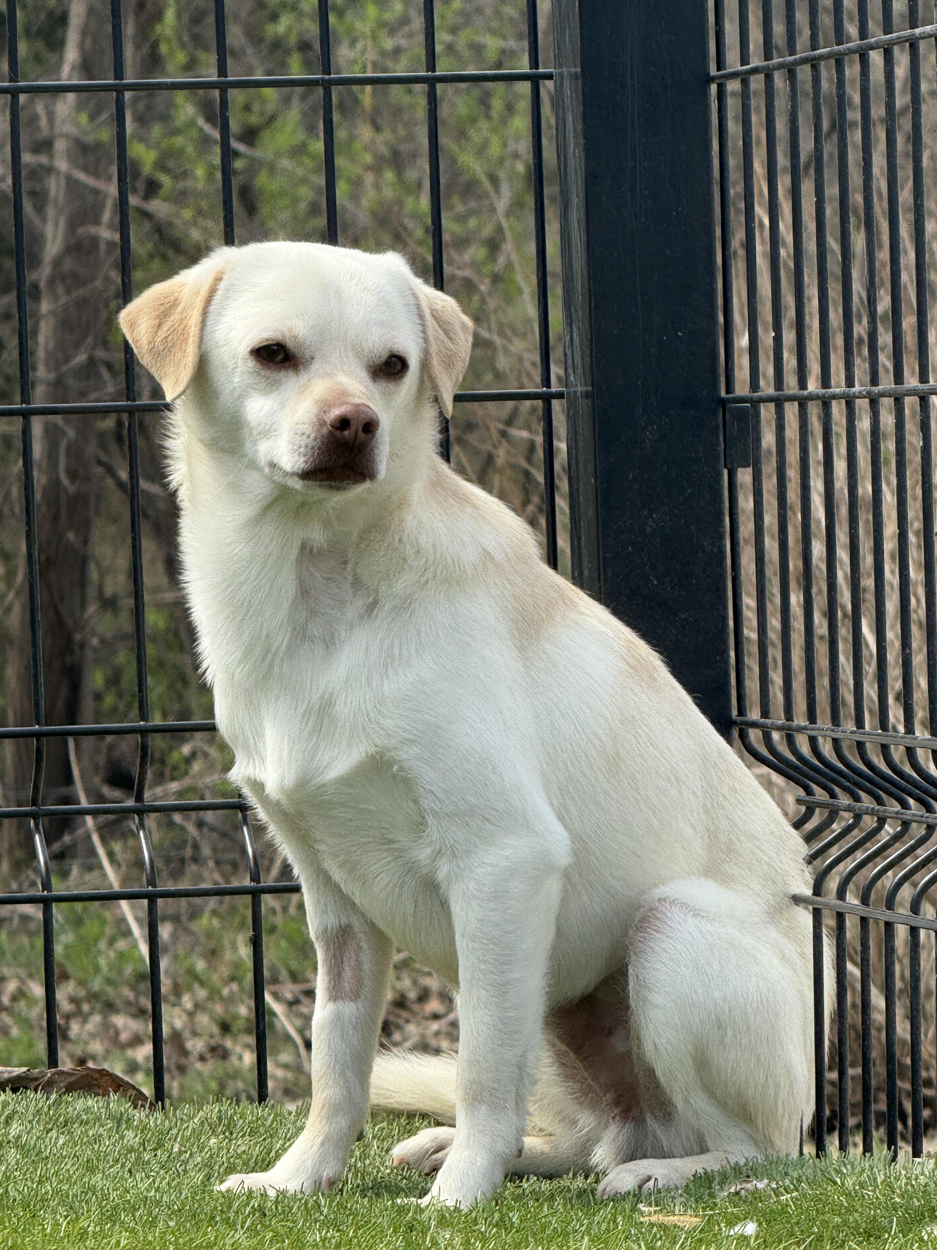 Enlarge Fennec, a Adoptable Chug in Auburn, NE image 3/4