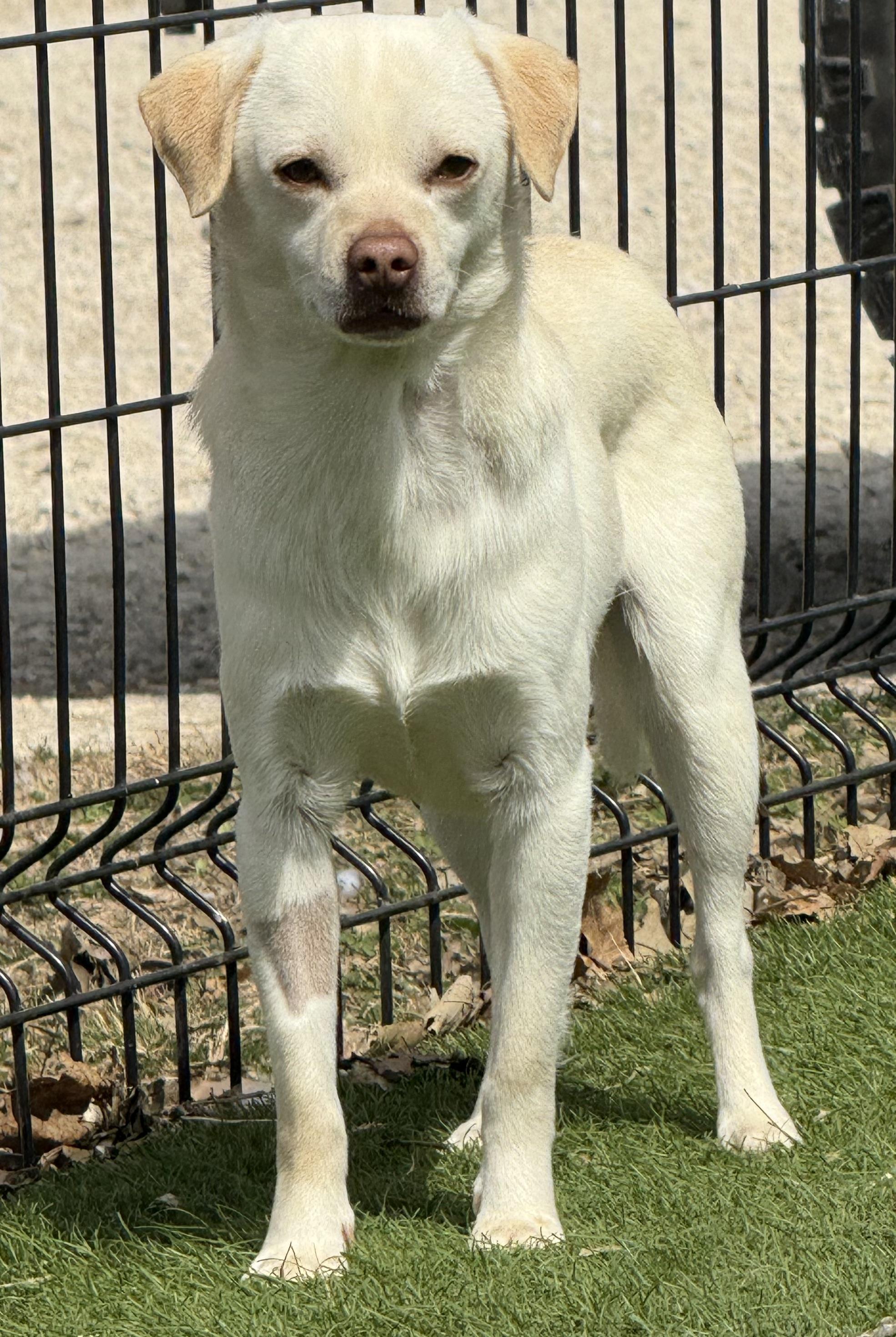Enlarge Fennec, a Adoptable Chug in Auburn, NE image 4/4
