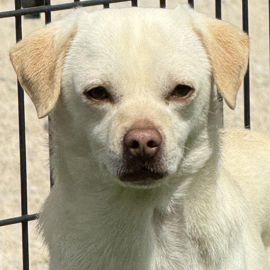 Fennec, ADOPTABLE, Adult Male Chug.
