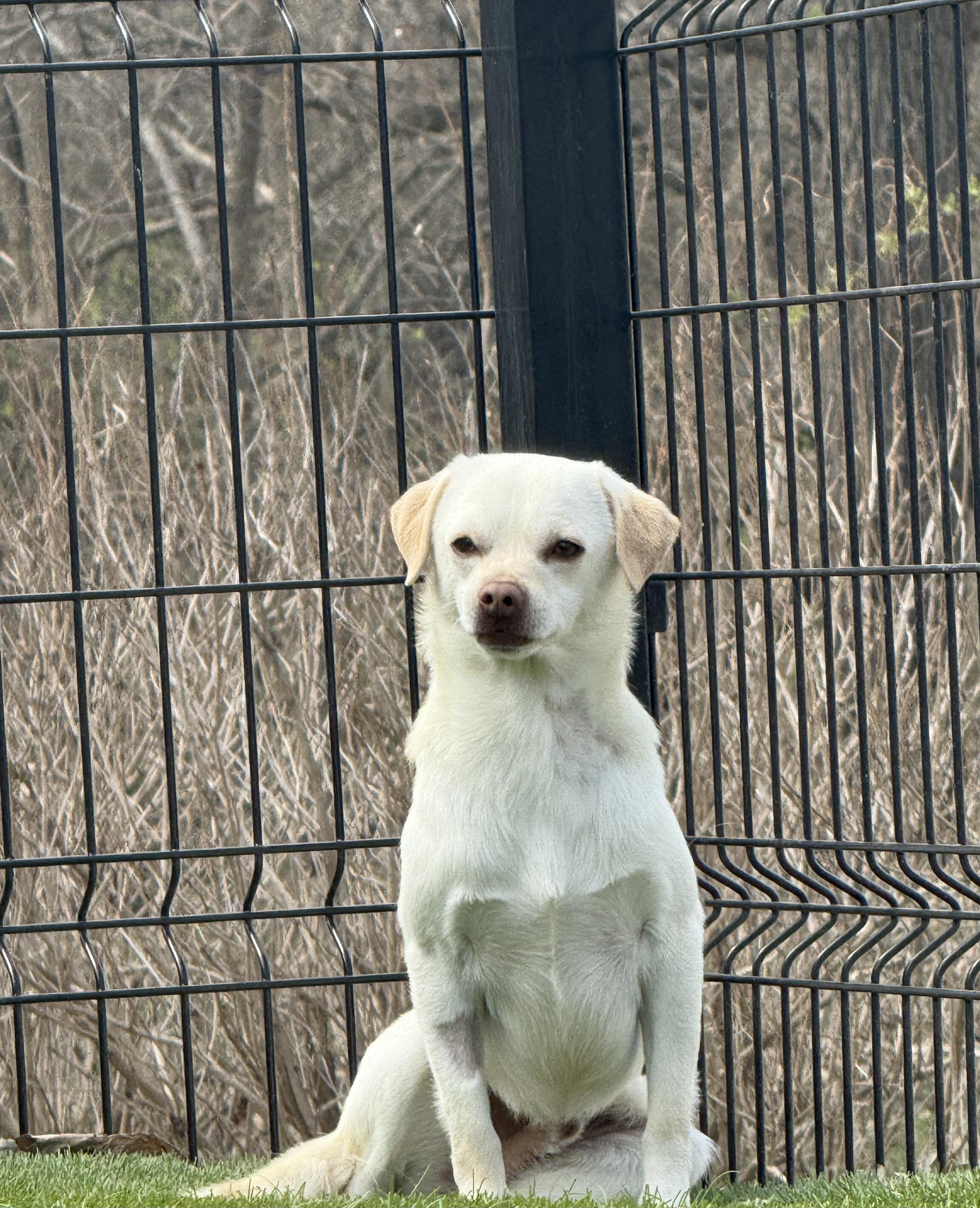 Enlarge Fennec, a Adoptable Chug in Auburn, NE image 2/4