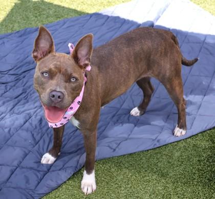 Mindi (aka Midnight), a Adoptable Mixed Breed in Athens, GA image 6/6