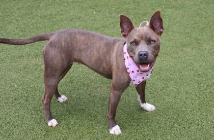 Mindi (aka Midnight), a Adoptable Mixed Breed in Athens, GA image 3/6