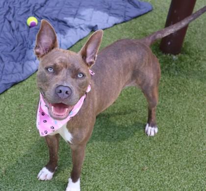 Mindi (aka Midnight), a Adoptable Mixed Breed in Athens, GA image 5/6