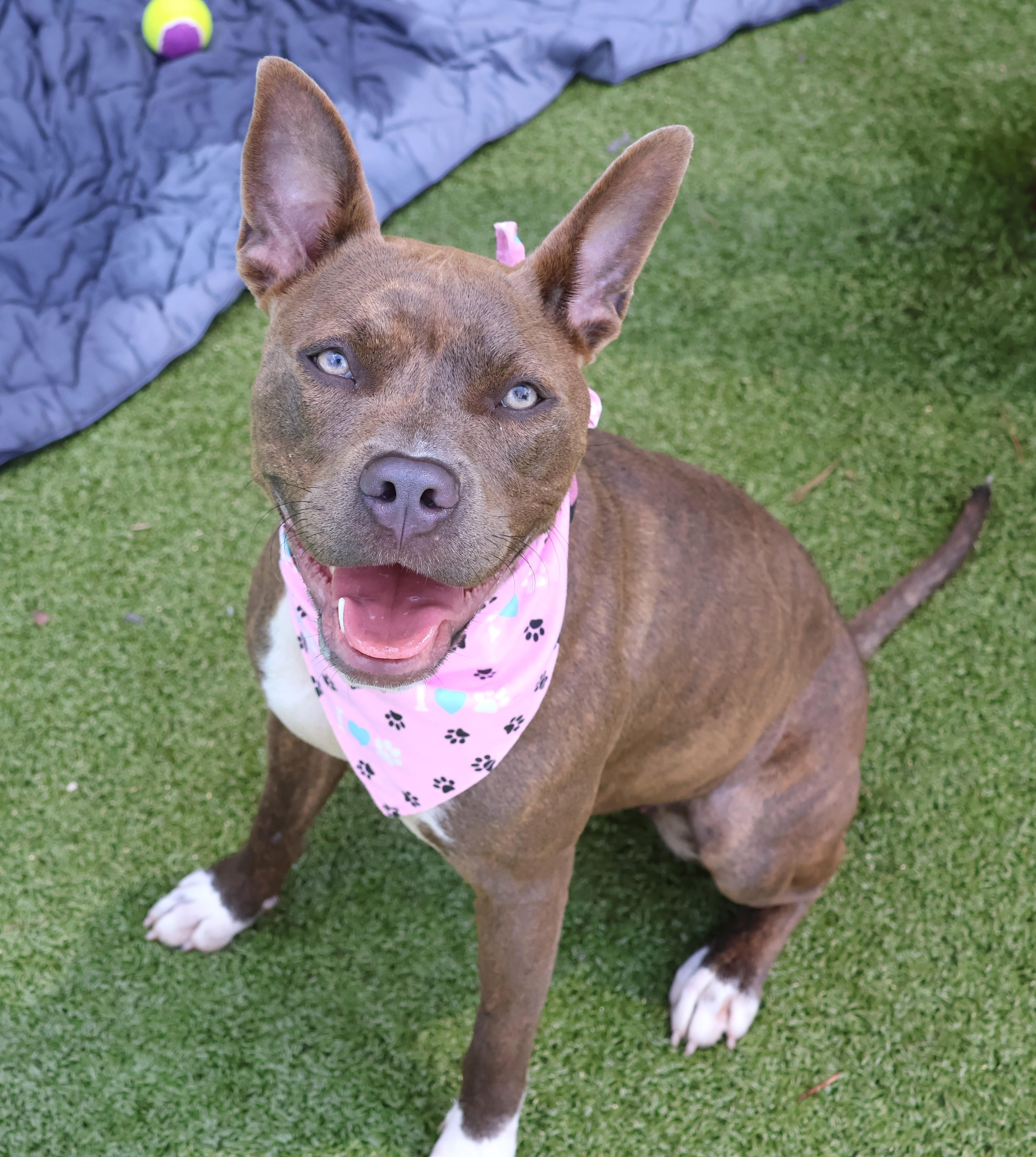 Mindi (aka Midnight), a Adoptable Mixed Breed in Athens, GA image 4/6