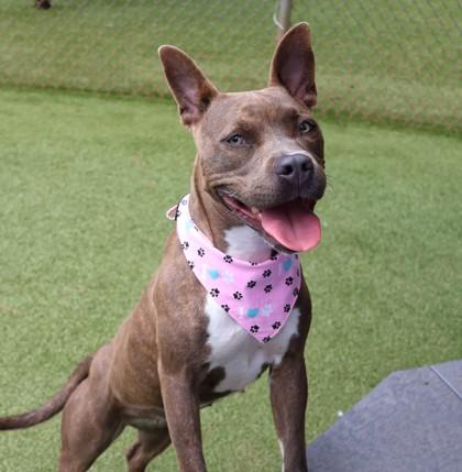 Mindi (aka Midnight), Adoptable, Adult Female Mixed Breed.