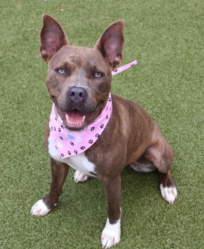 Mindi (aka Midnight), a Adoptable Mixed Breed in Athens, GA image 2/6