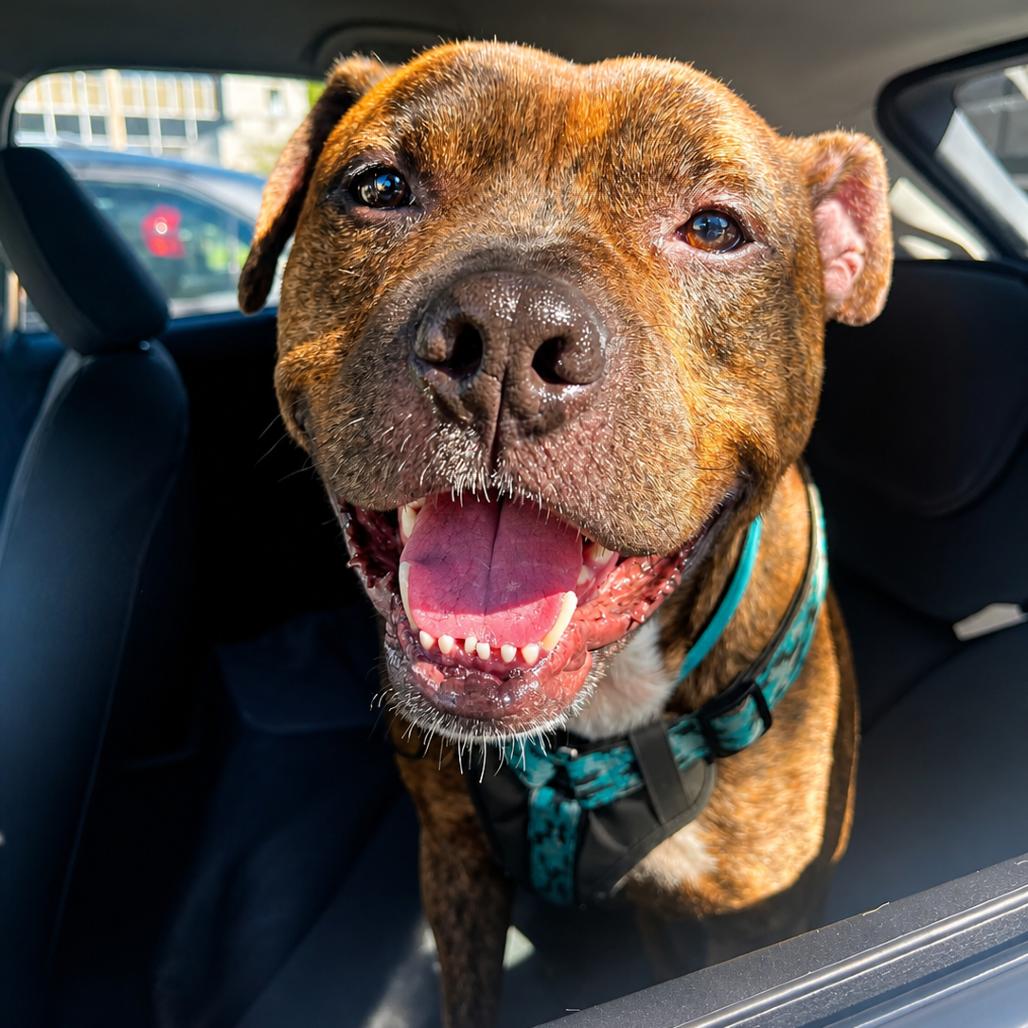 Benji Boi, Adoptable, Adult Male Mixed Breed & Mixed Breed.