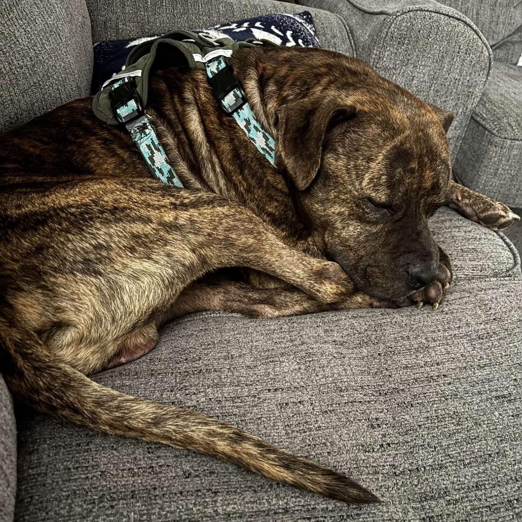 Benji Boi, a Adoptable mixed breed in Binghamton, NY image 2/6
