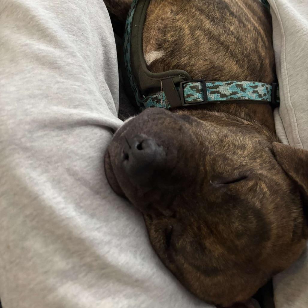 Benji Boi, a Adoptable mixed breed in Binghamton, NY image 4/6