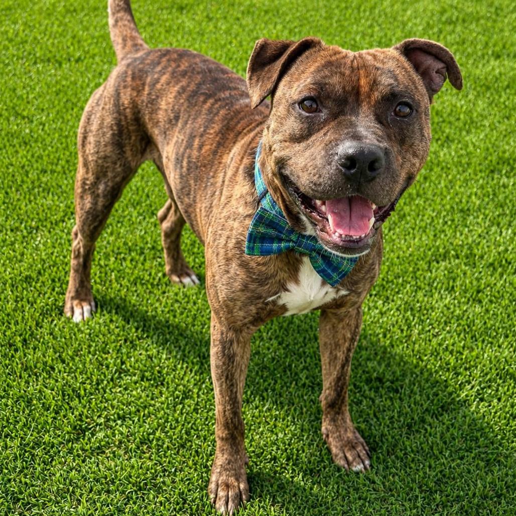 Benji Boi, a Adoptable mixed breed in Binghamton, NY image 6/6