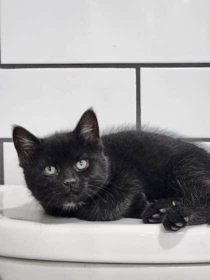 Lisa, Baby Female Domestic Short Hair