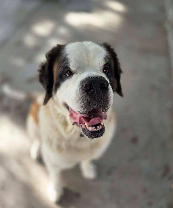 Enlarge Zoey, a Adoptable Saint Bernard in Plover, WI image 1/3