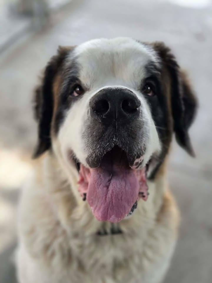 Enlarge Zoey, a Adoptable Saint Bernard in Plover, WI image 2/3