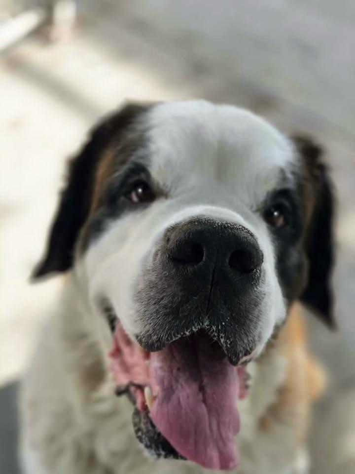Enlarge Zoey, a Adoptable Saint Bernard in Plover, WI image 3/3