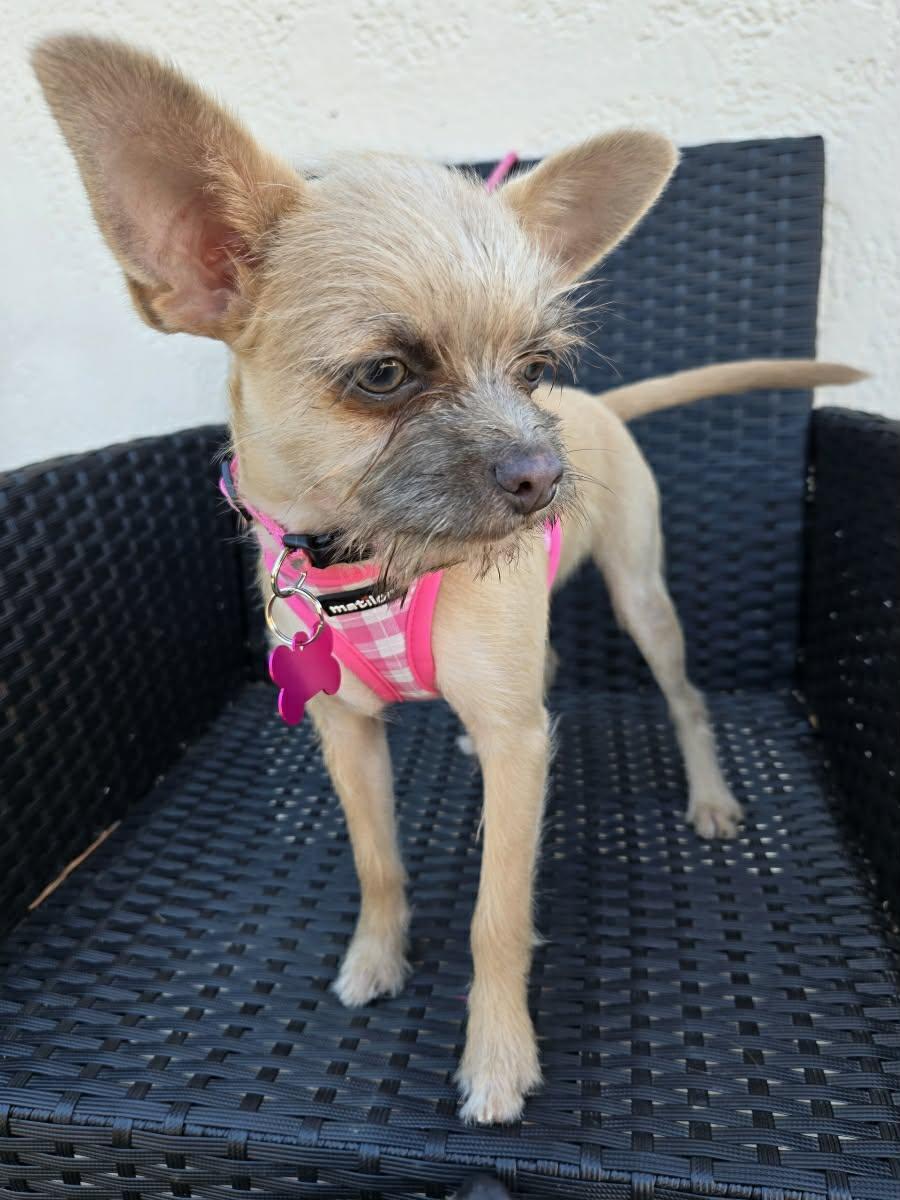 Enlarge ABILENE, a Adoptable mixed breed in Grand Prairie, TX image 2/4