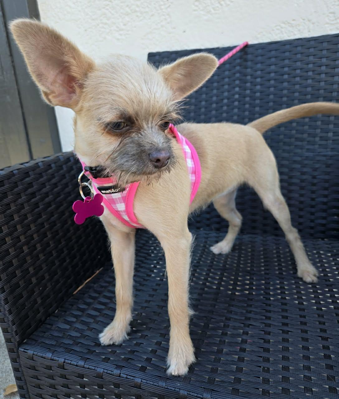 Enlarge ABILENE, a Adoptable mixed breed in Grand Prairie, TX image 3/4