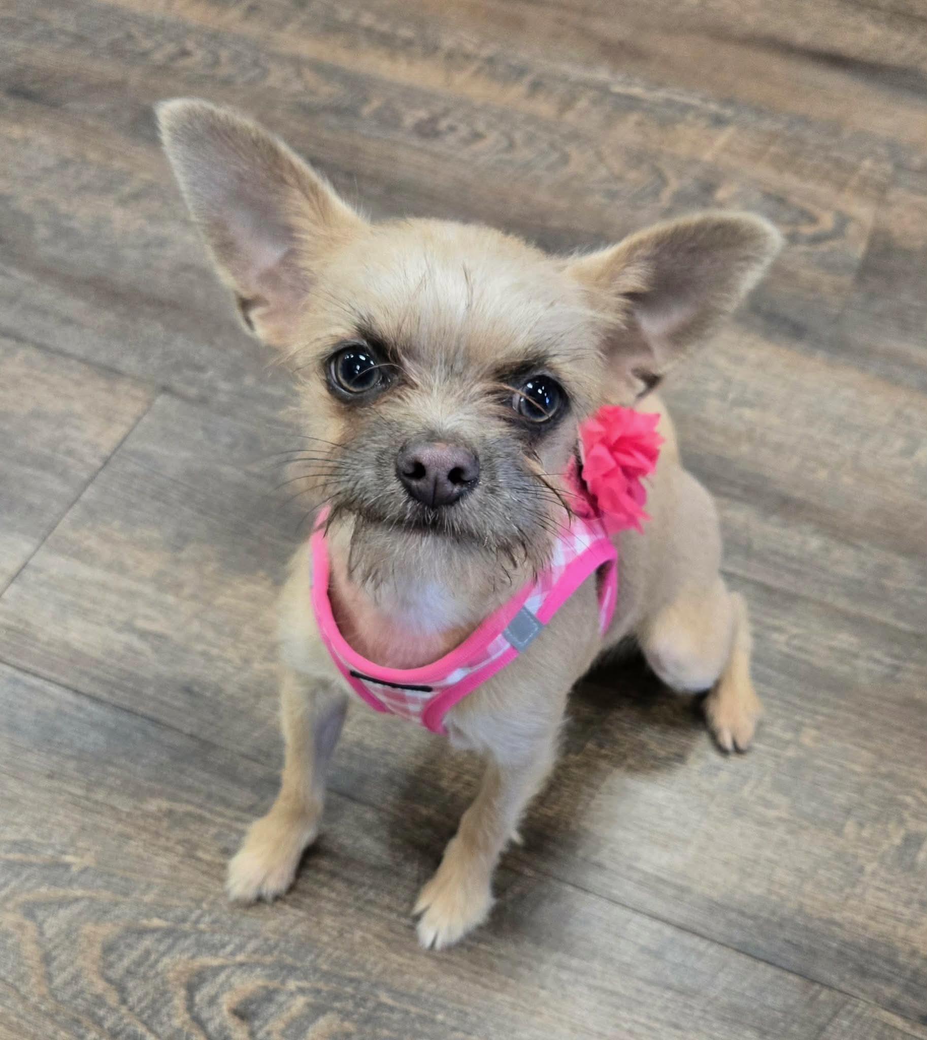 ABILENE, Adoptable, Young Female Wirehaired Terrier & Chihuahua.