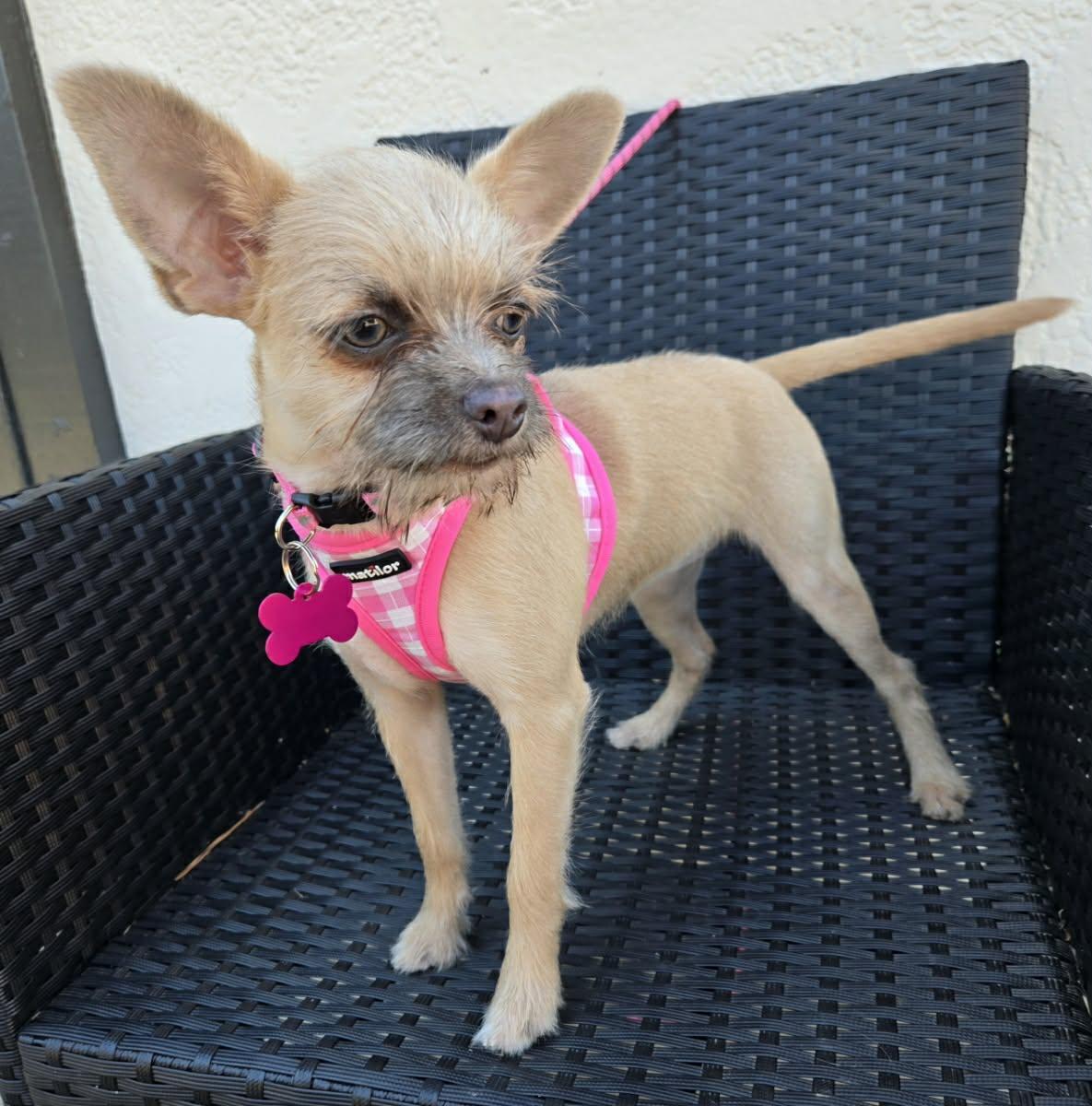 Enlarge ABILENE, a Adoptable mixed breed in Grand Prairie, TX image 4/4