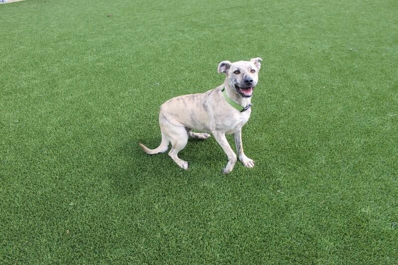Enlarge Hena, a Adoptable mixed breed in Jackson, TN image 1/6