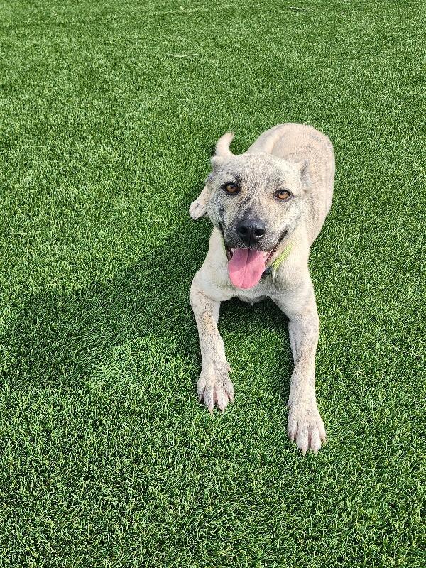 Enlarge Hena, a Adoptable mixed breed in Jackson, TN image 2/6