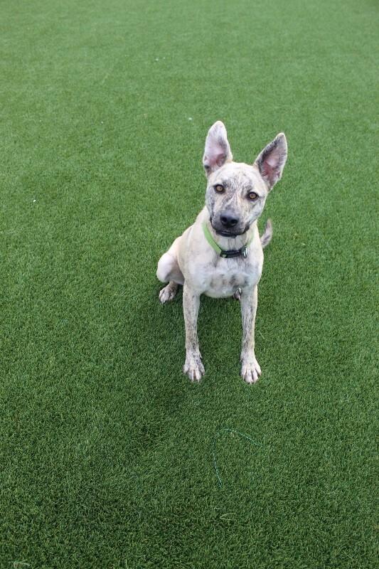 Enlarge Hena, a Adoptable mixed breed in Jackson, TN image 3/6