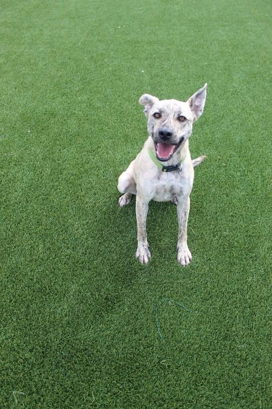 Enlarge Hena, a Adoptable mixed breed in Jackson, TN image 4/6