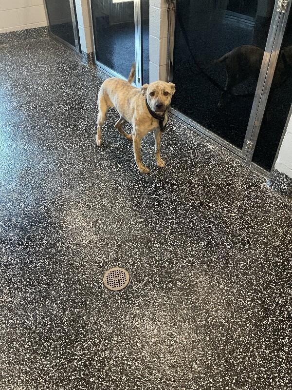 Enlarge Hena, a Adoptable mixed breed in Jackson, TN image 5/6
