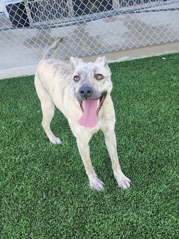 Enlarge Hena, a Adoptable mixed breed in Jackson, TN image 6/6