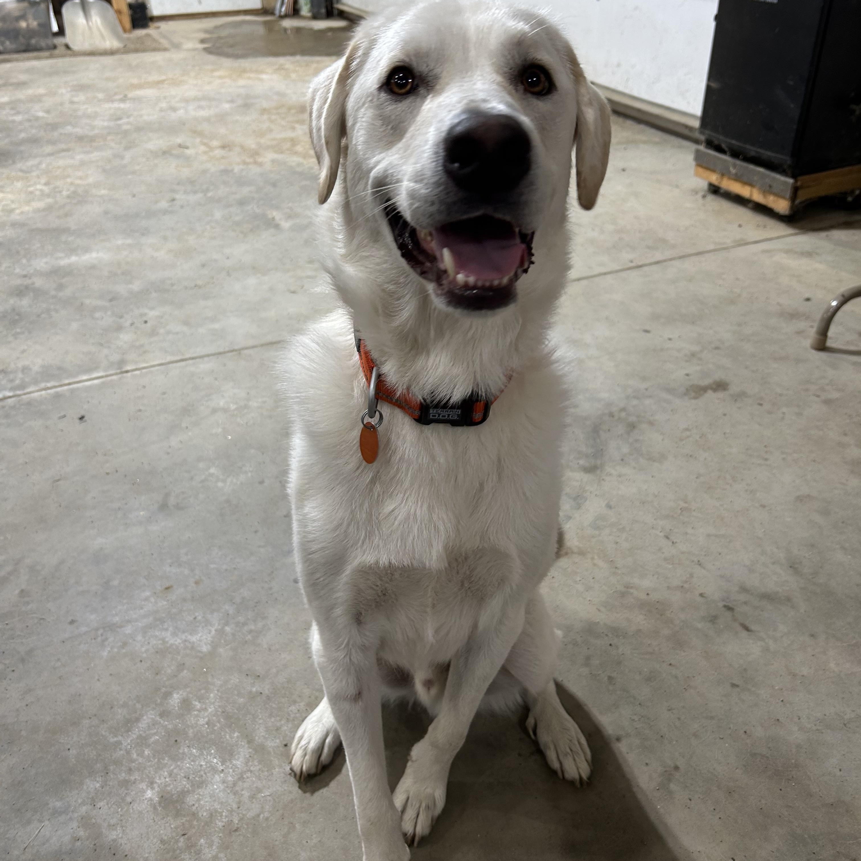 Enlarge Bode, a Adoptable mixed breed in Spencer, IA image 1/1