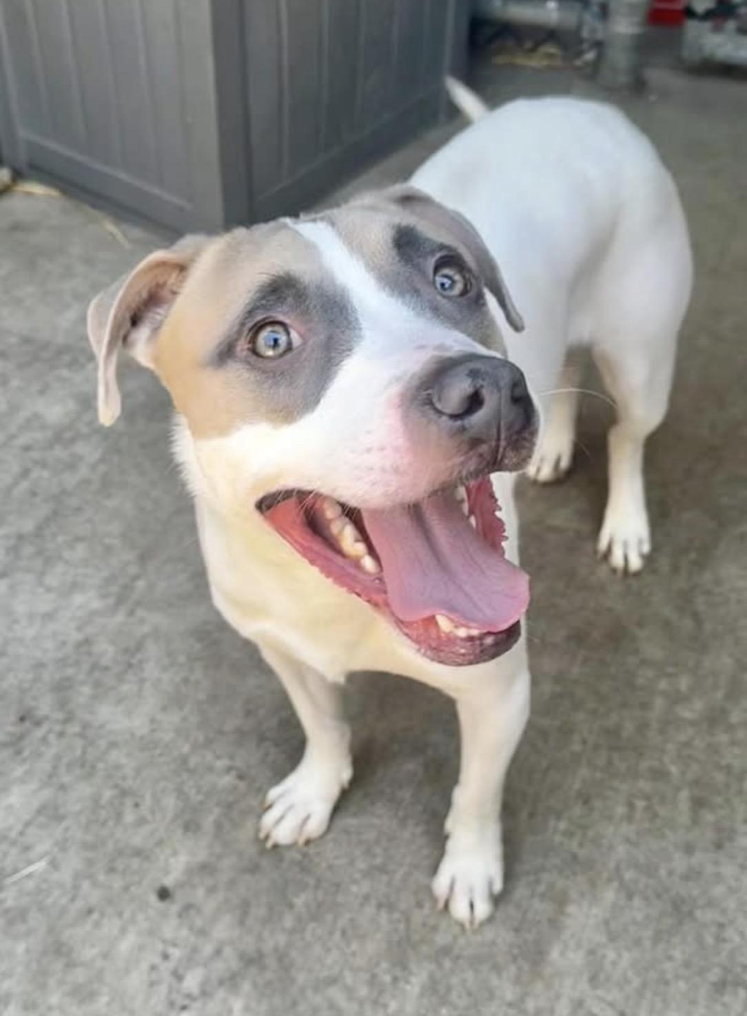 Enlarge Kenji, a ADOPTABLE mixed breed in Chicago, IL image 3/5