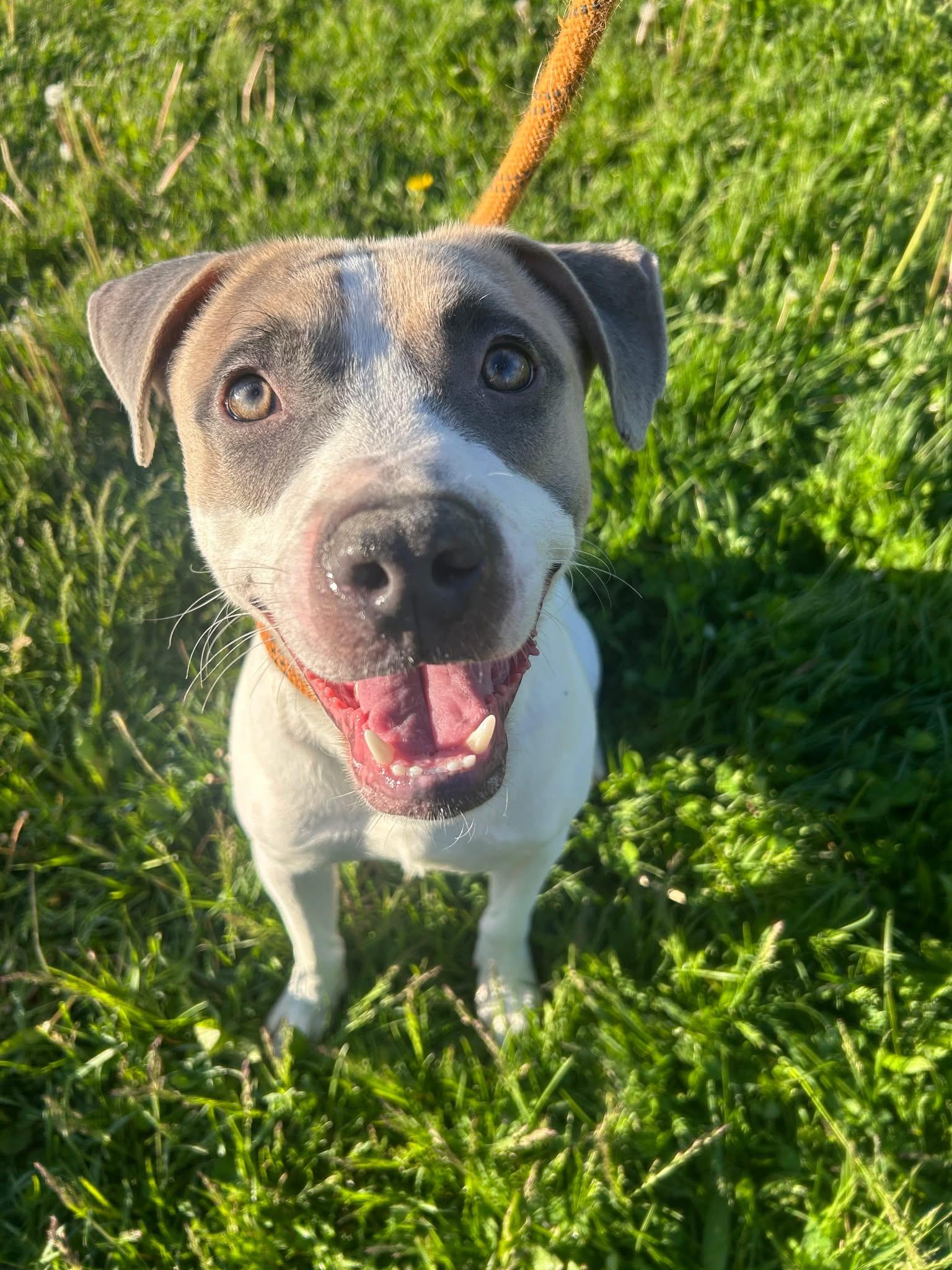 Enlarge Kenji, a ADOPTABLE mixed breed in Chicago, IL image 1/5