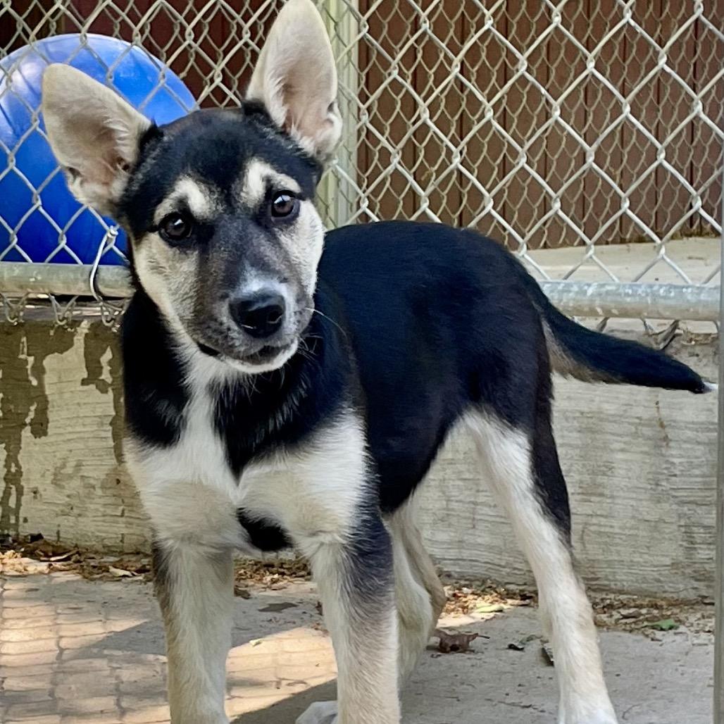 Selma 26-0257, Adoptable, Young Female Shepherd & Husky.