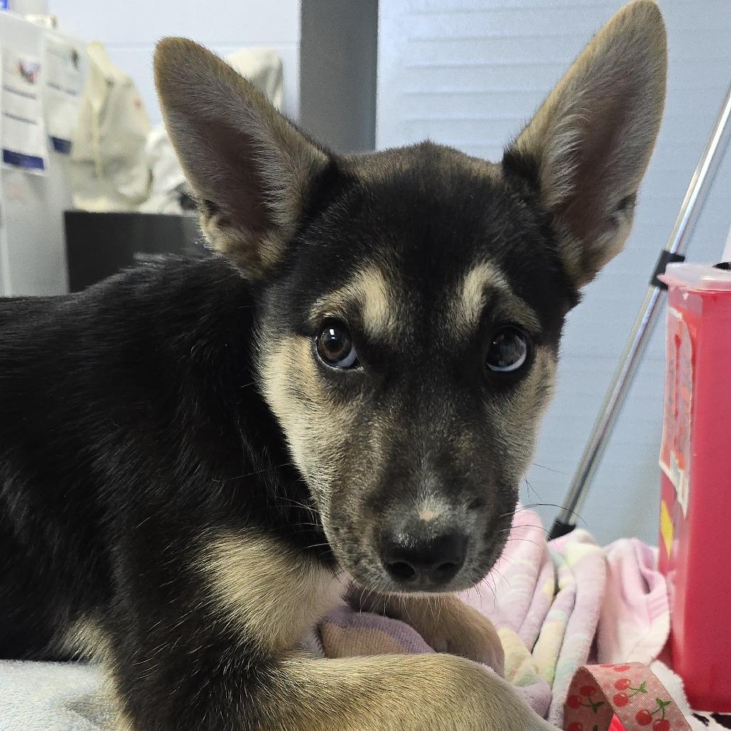 Selma 26-0257, a Adoptable mixed breed in Yanceyville, NC image 2/2