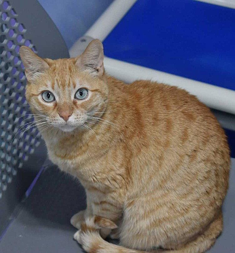Undella, a Adoptable Domestic Short Hair in Colorado Springs, CO image 3/3