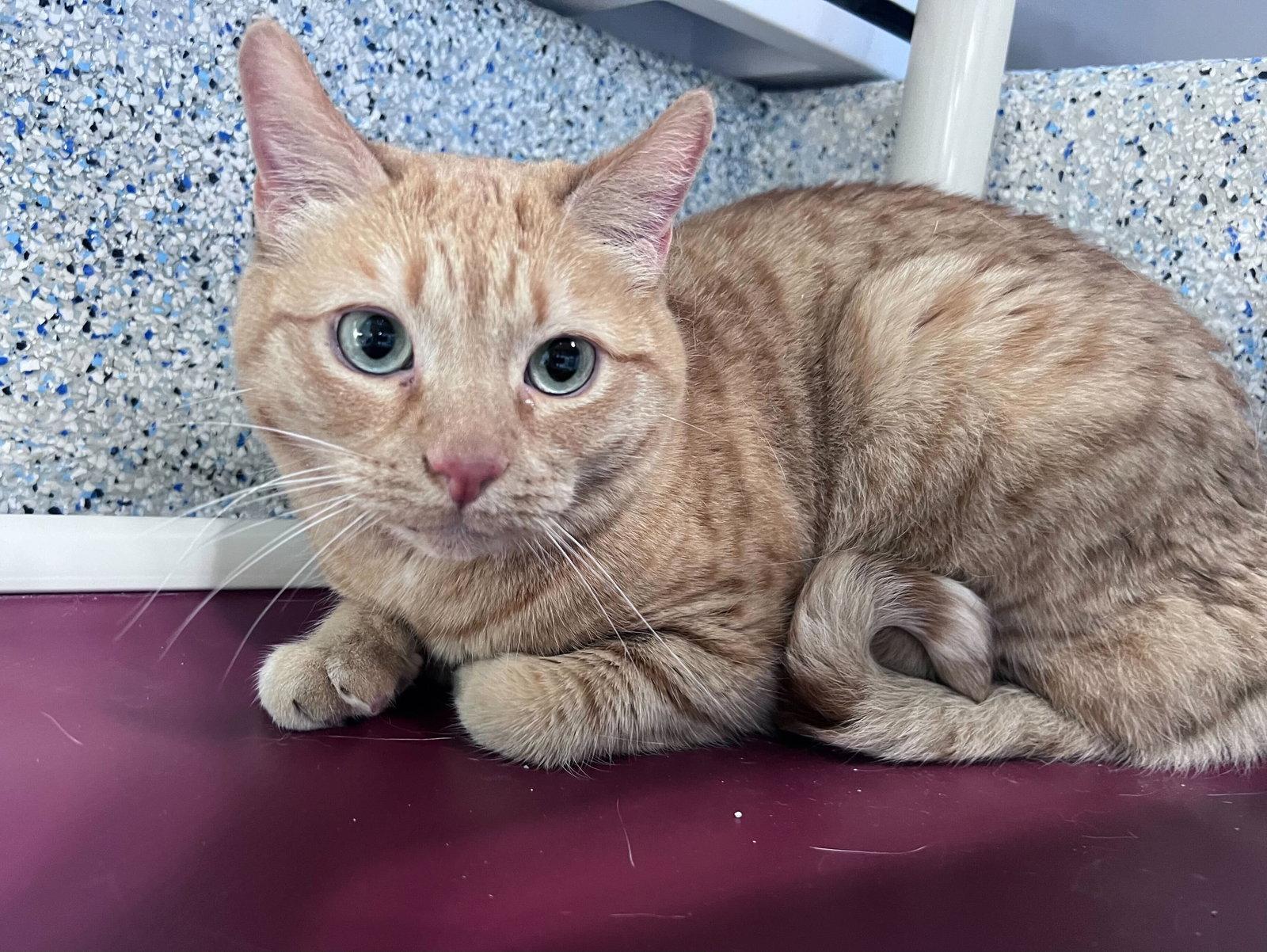 Enlarge Undella, a Adoptable Domestic Short Hair in Colorado Springs, CO image 1/3