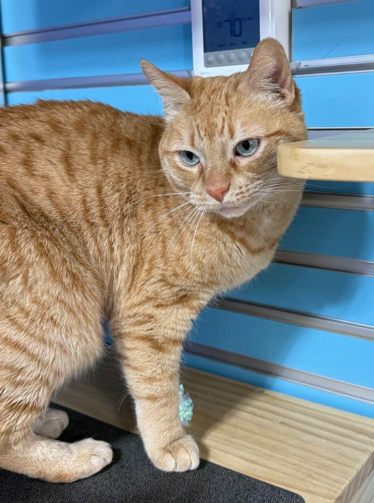 Enlarge Undella, a Adoptable Domestic Short Hair in Colorado Springs, CO image 1/3