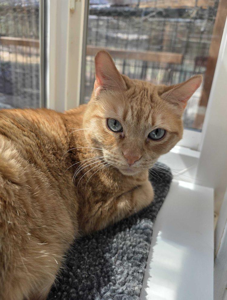 Enlarge Undella, a Adoptable Domestic Short Hair in Colorado Springs, CO image 2/3